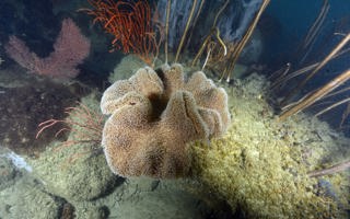 协波肉质软珊瑚Sarcophyton cherbonnieri Tixier-Durivault, 1958