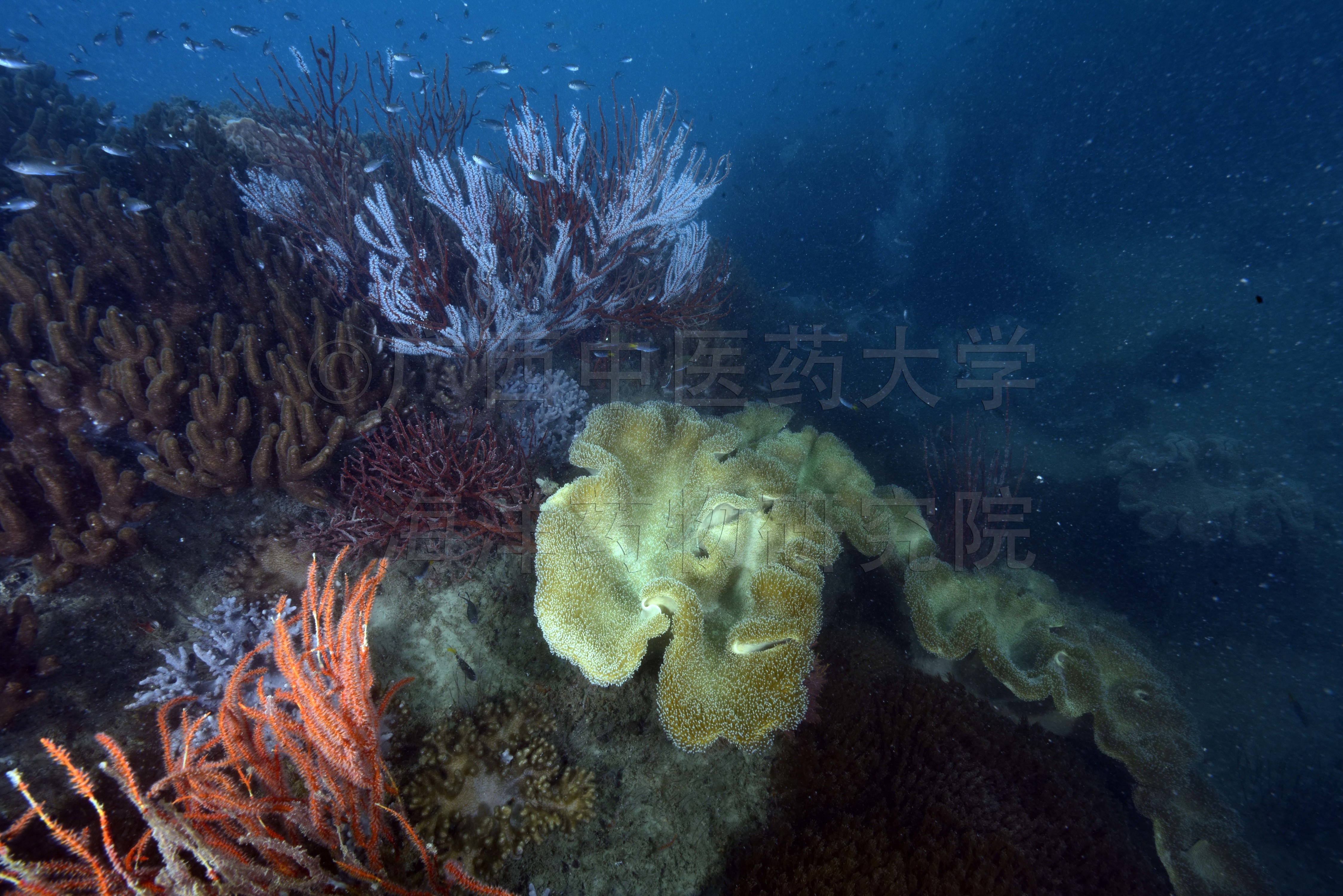 Sarcophyton cinereum Tixier-Durivault, 1946