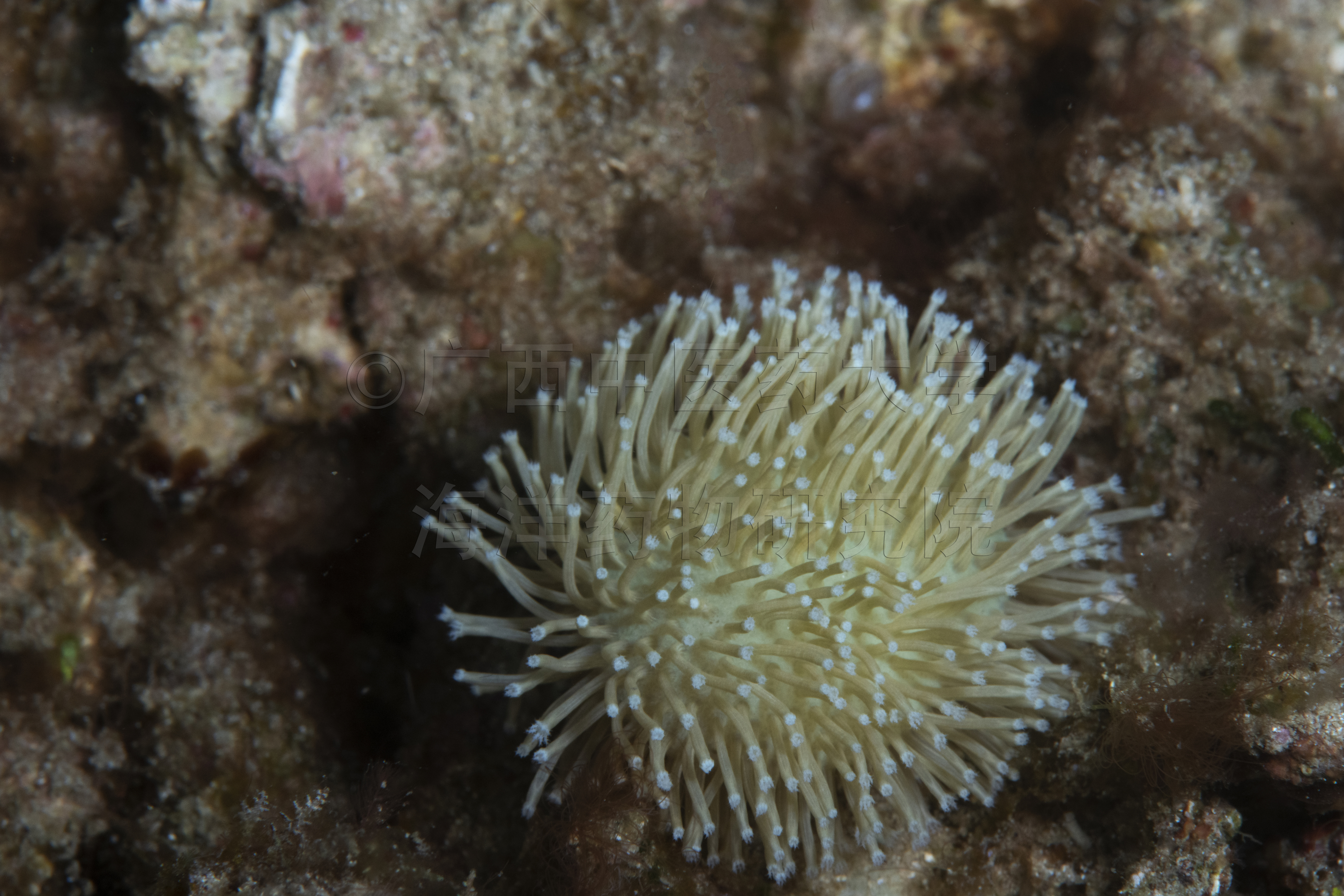 Sarcophyton glaucum (Quoy & Gaimard, 1833)