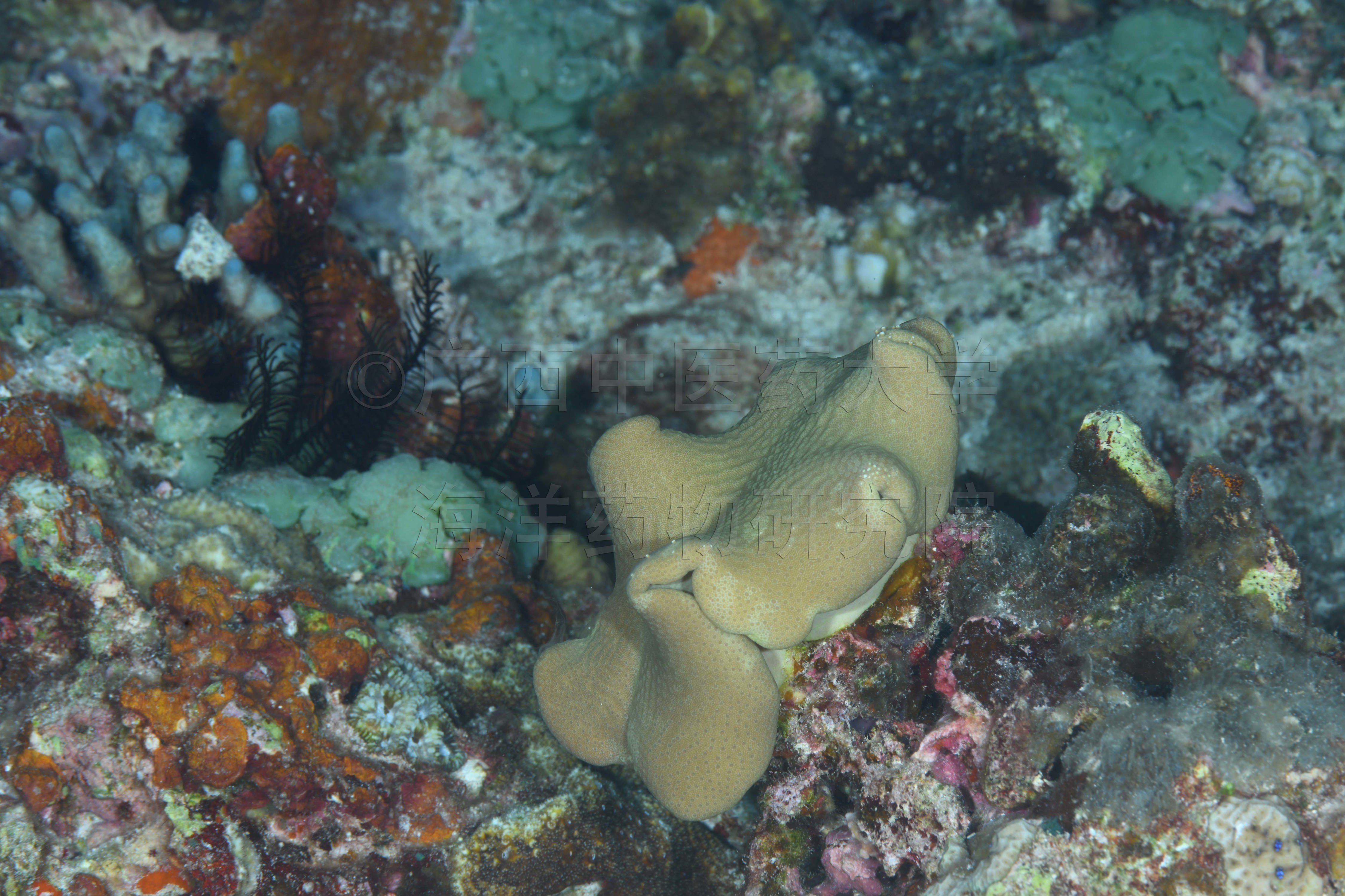 Sarcophyton solidum Tixier-Durivault, 1958