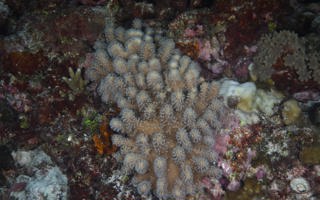 变形指形软珊瑚Sclerophytum deforme (Tixier-Durivault, 1969)