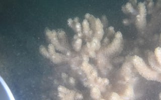 密集指形软珊瑚Sclerophytum densum (Whitelegge, 1897) 