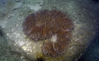 弯曲指形珊瑚Sclerophytum flexuosum (Tixier-Durivault, 1945)