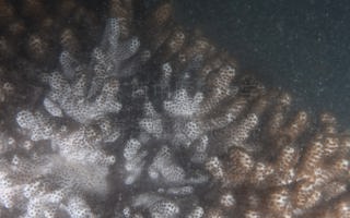 小指形软珊瑚Sclerophytum minimum (Verseveldt, 1971)