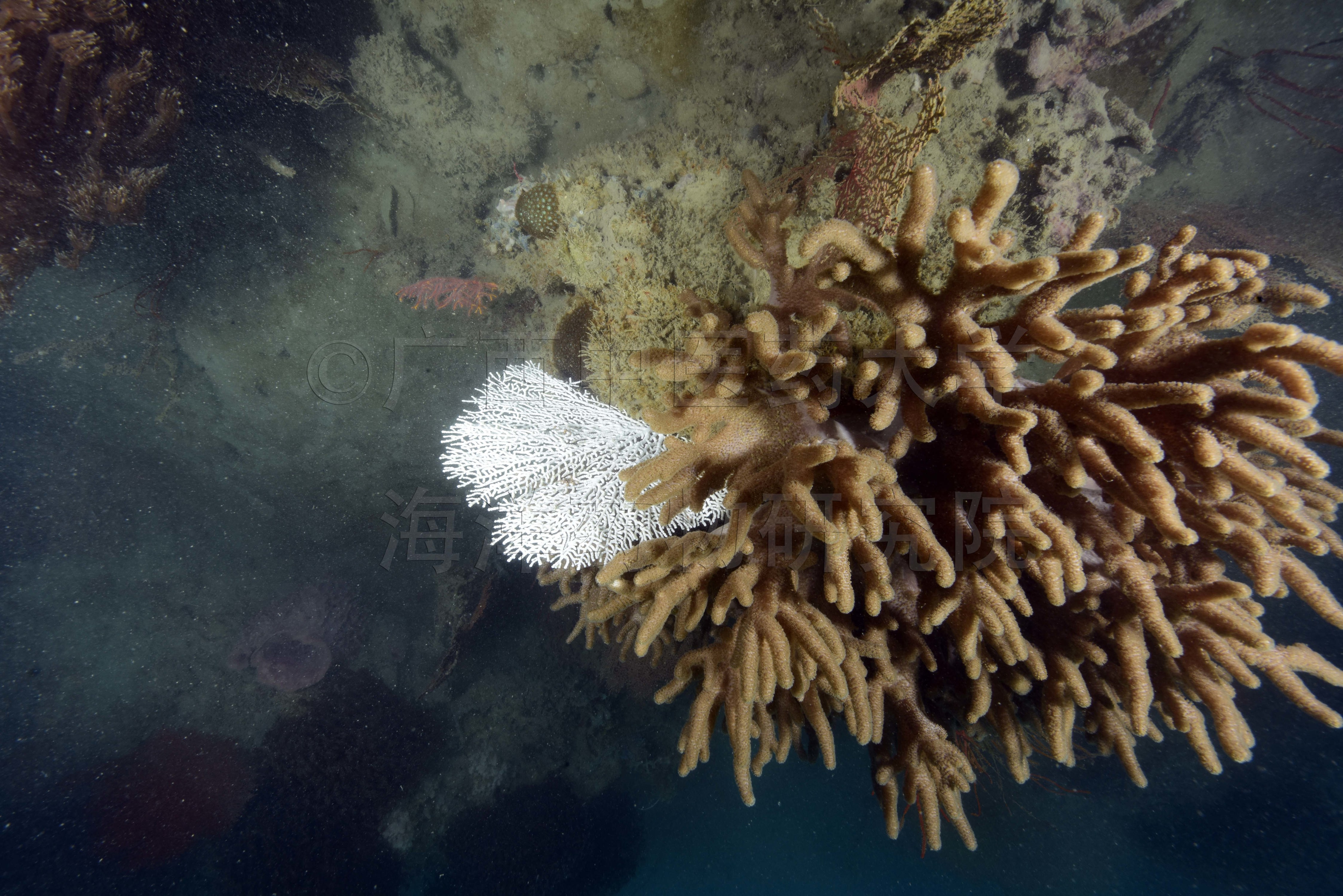 Sclerophytum rigidum (Dana, 1846)