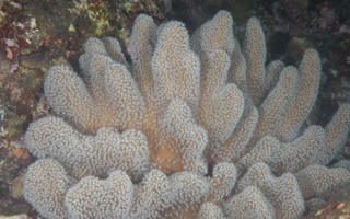望安指形软珊瑚Sclerophytum wanannense (van Ofwegen & Benayahu, 2012)