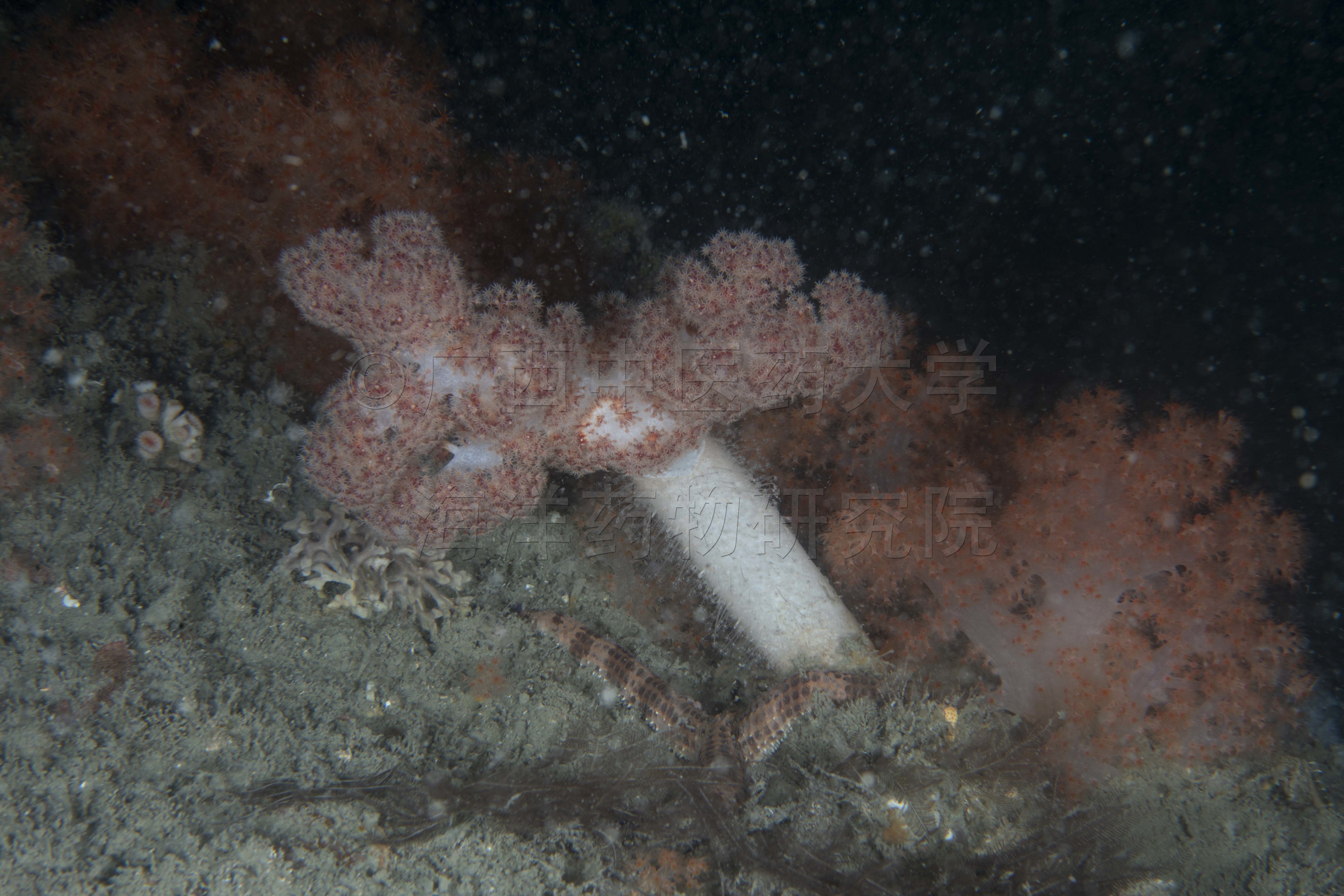 Umbellulifera striata (Thomson & Henderson, 1905)
