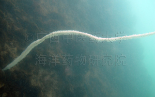 异常柔鞭珊瑚Viminella anomala (Simpson, 1910)
