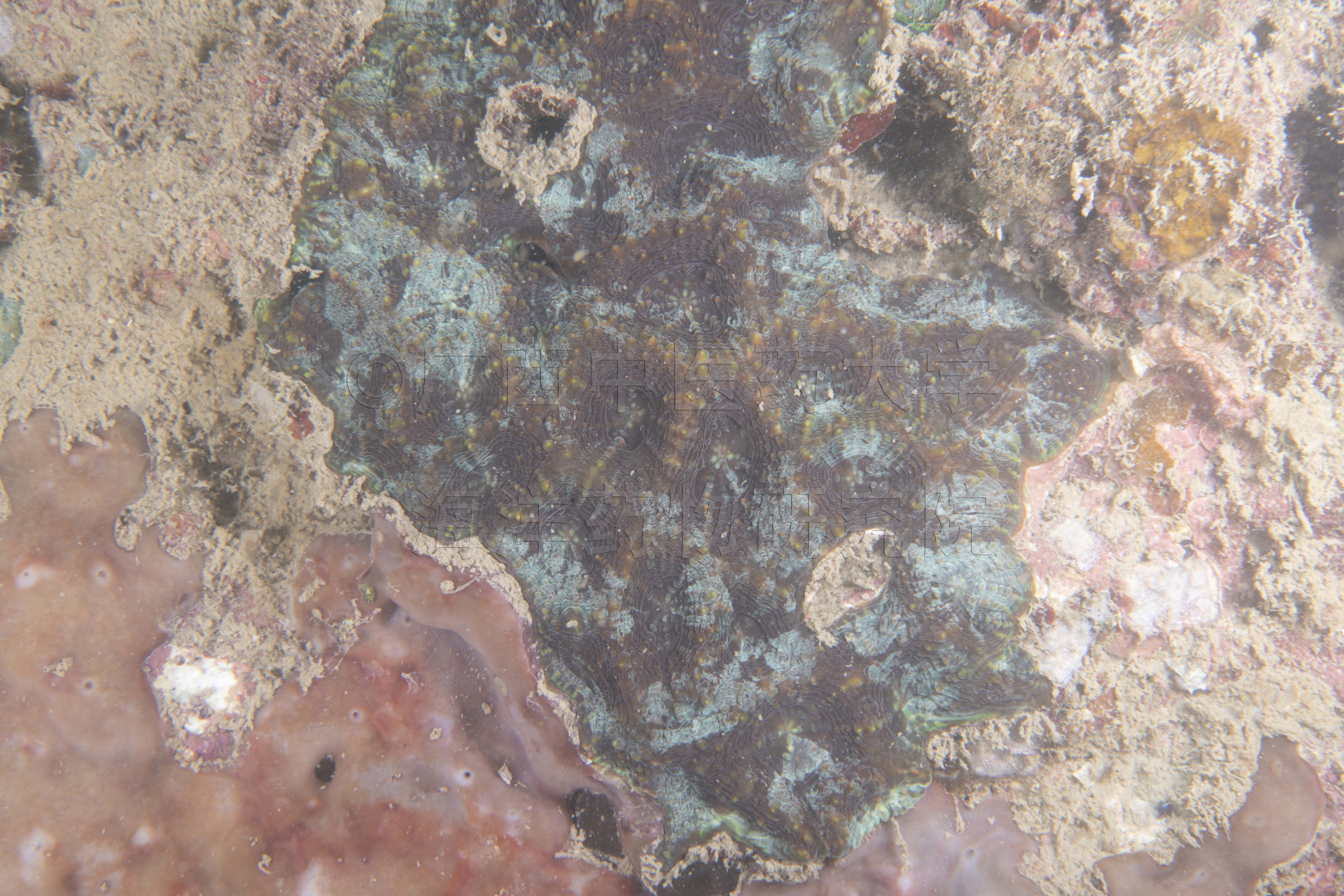 Acanthastrea minuta Moll & Best, 1984