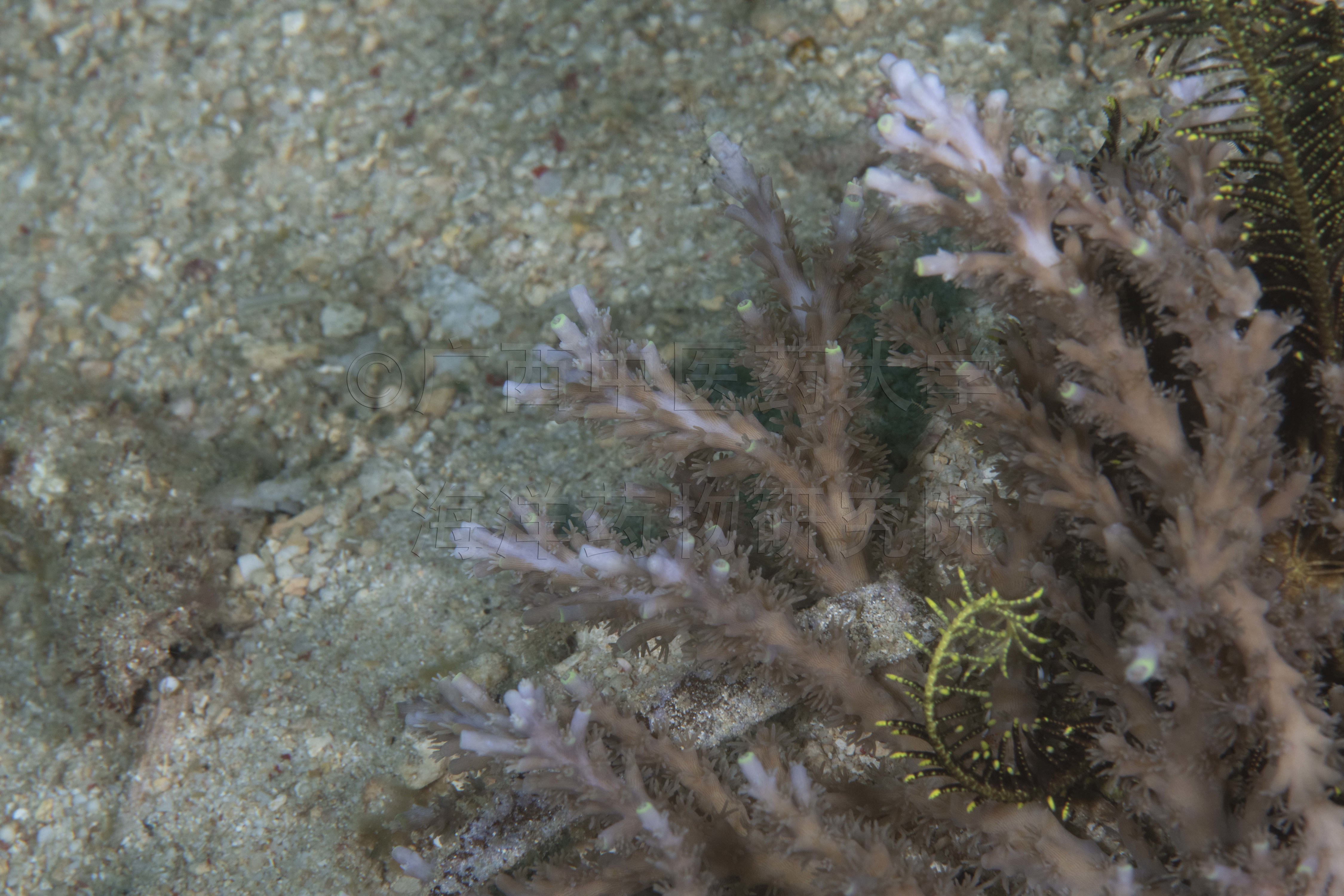 Acropora carduus (Dana, 1846)