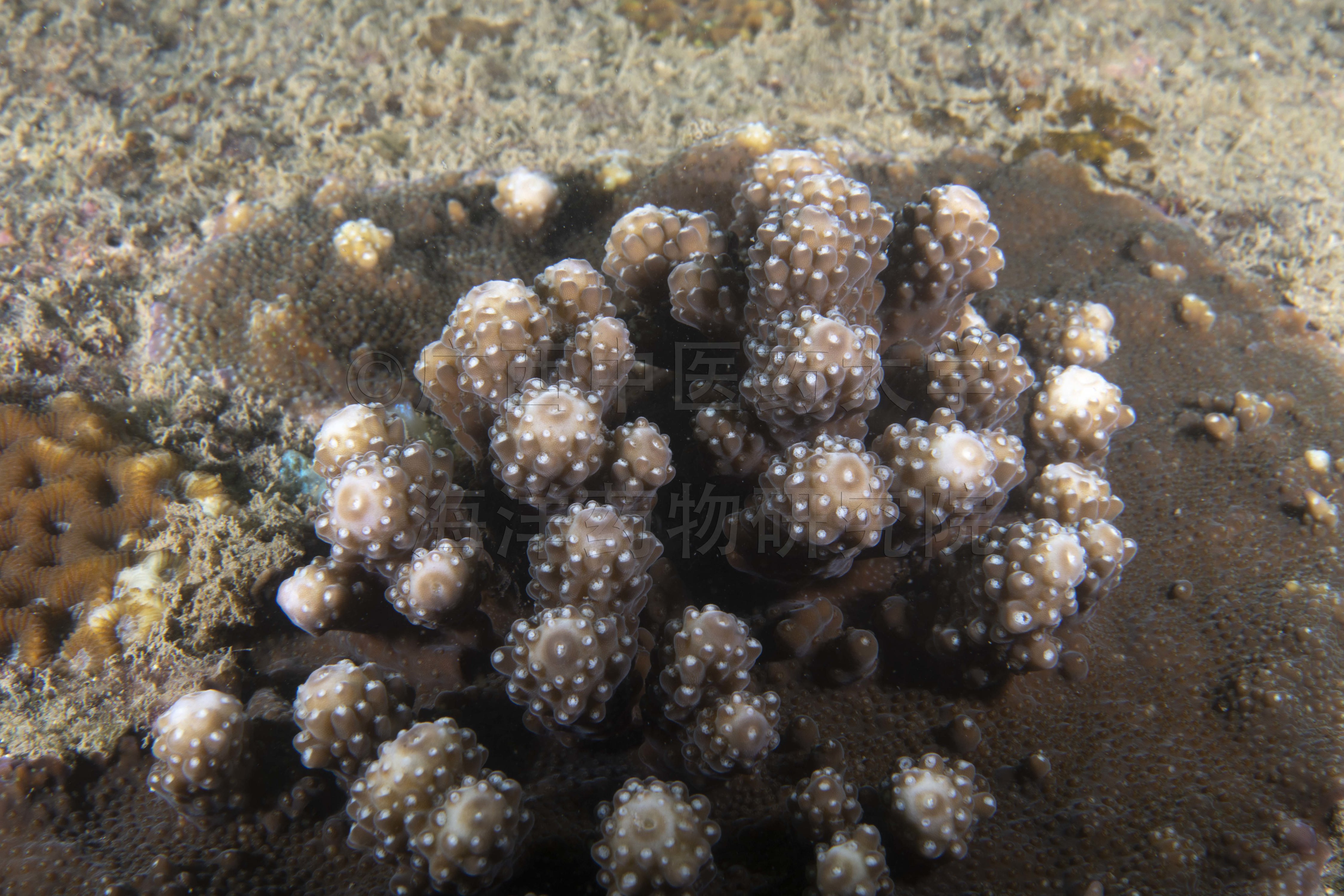 Acropora gemmifera (Brook, 1892)