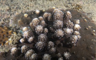 芽枝鹿角珊瑚Acropora gemmifera (Brook, 1892)