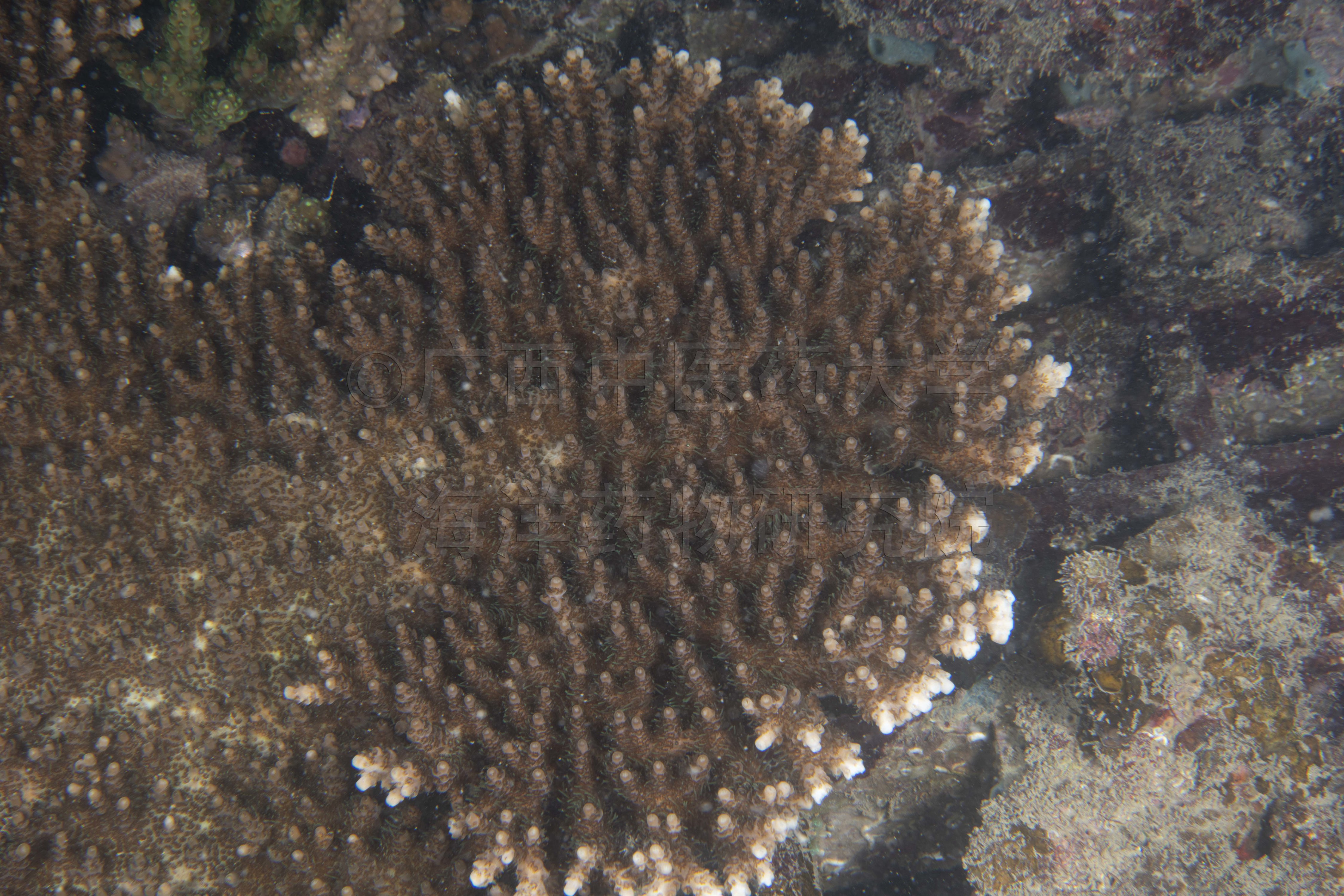 Acropora sarmentosa (Brook, 1892)