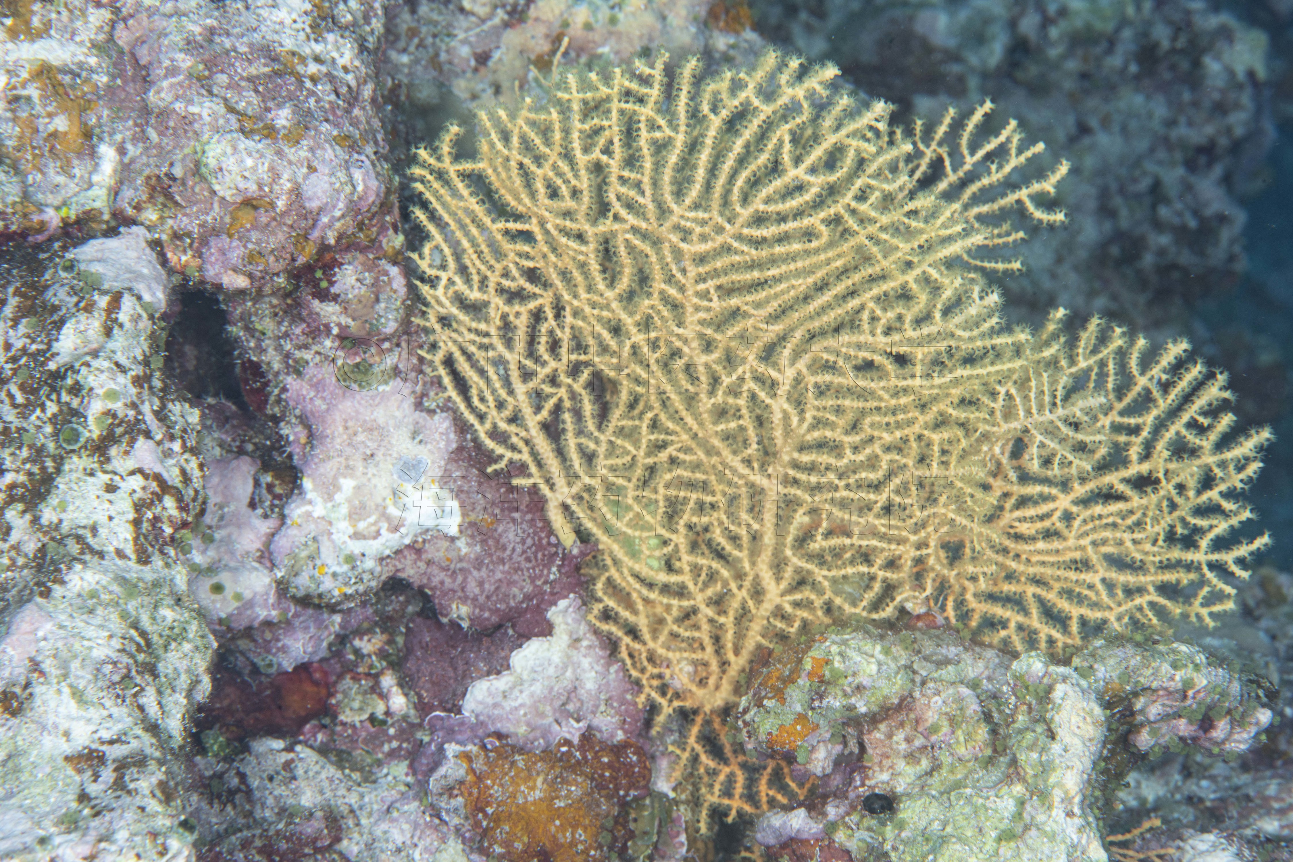Annella reticulata (Ellis & Solander, 1786)