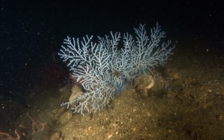 叉花柳珊瑚Anthogorgia divaricata (Verrill, 1865)