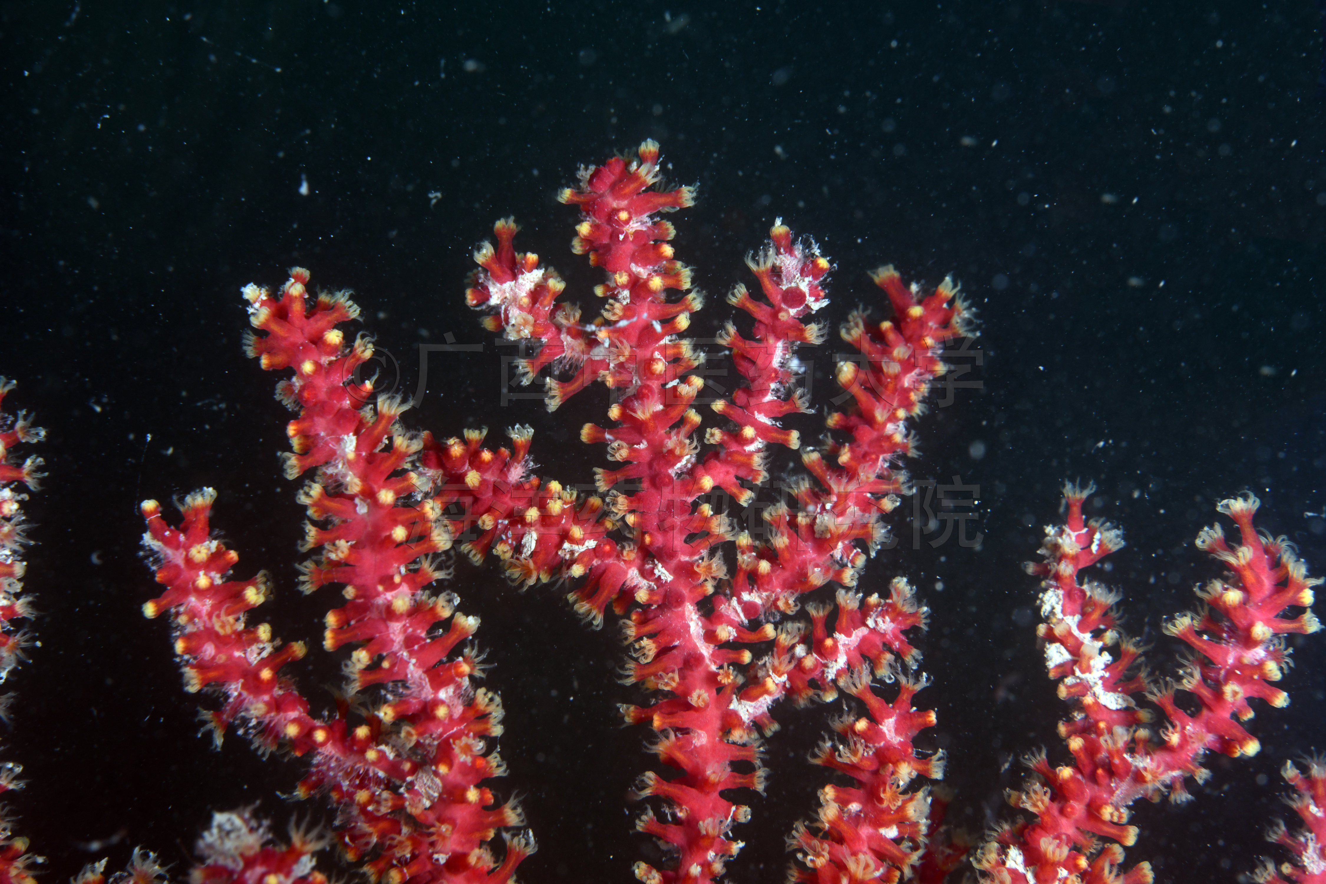 Astrogorgia sinensis (Verrill, 1865)