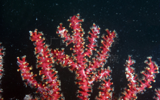 中华星柳珊瑚Astrogorgia sinensis (Verrill, 1865)