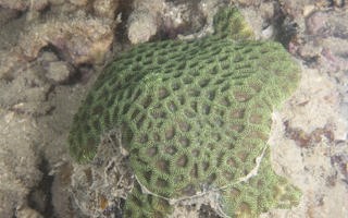 粗糙腔星珊瑚Coelastrea aspera (Verrill, 1866)