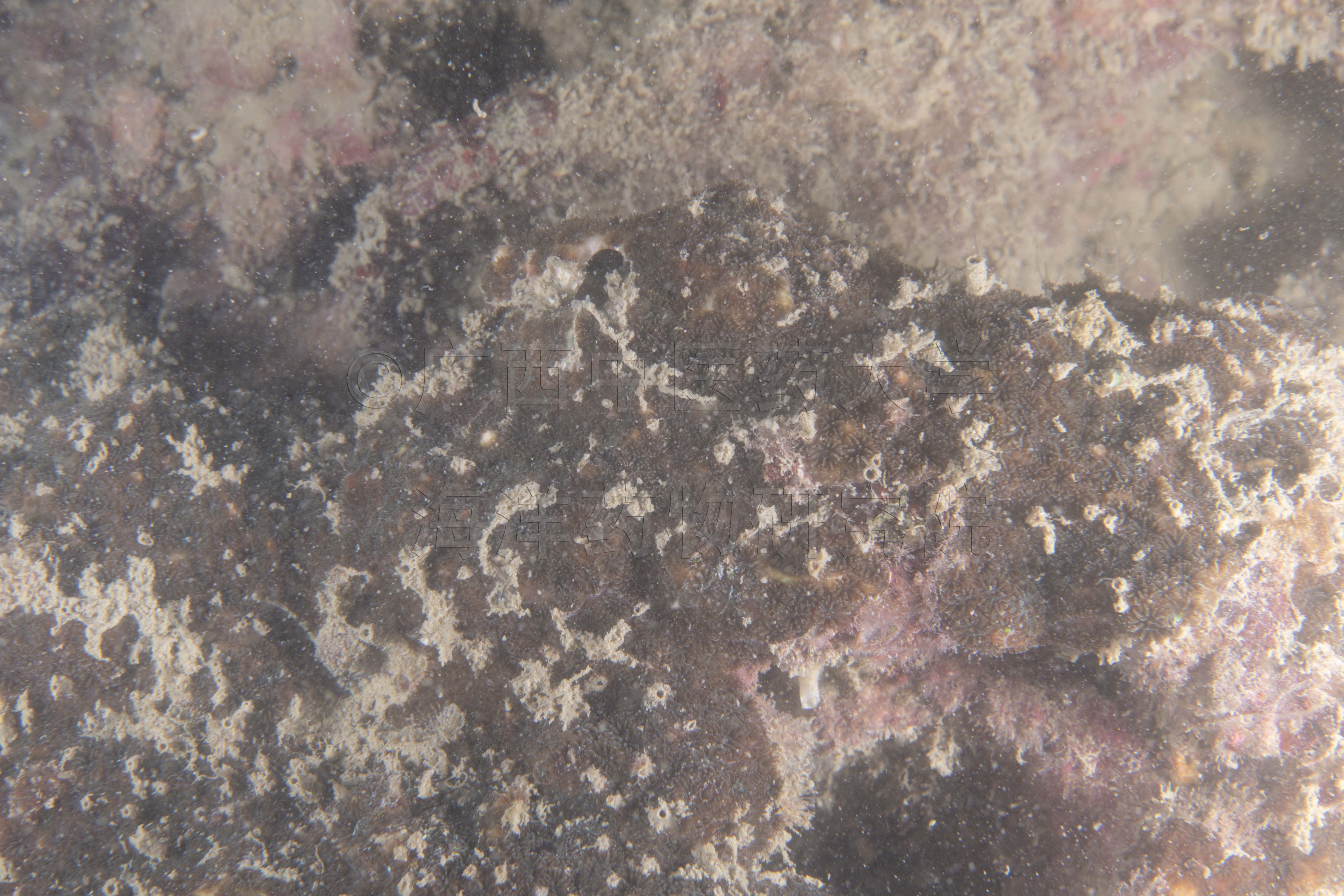 Cyphastrea agassizi (Vaughan, 1907)