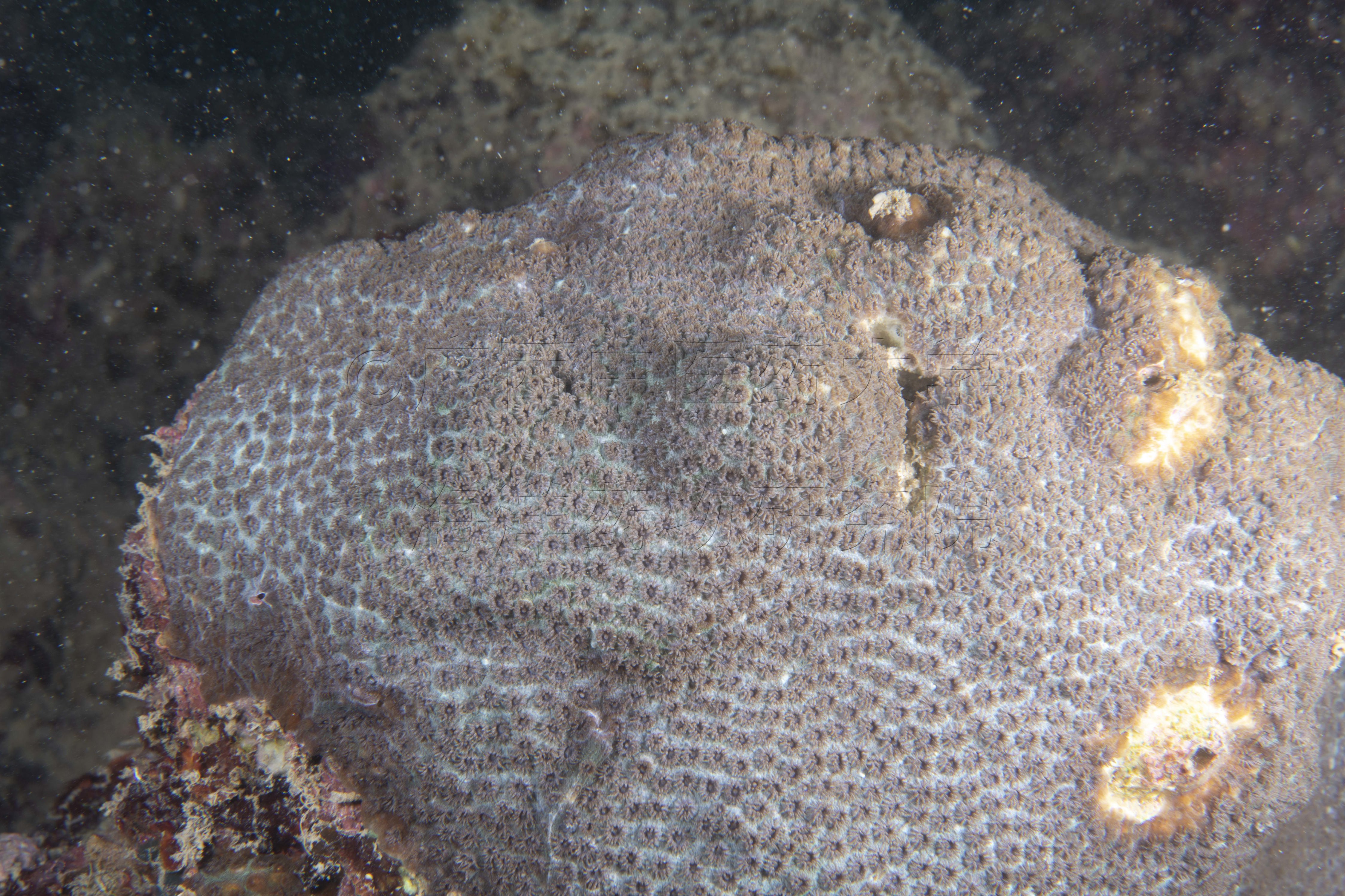 Cyphastrea chalcidicum (Forskål, 1775)