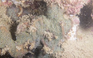 小叶刺星珊瑚Cyphastrea microphthalma (Lamarck, 1816)