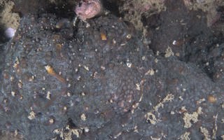 锯齿刺星珊瑚Cyphastrea serailia (Forskål, 1775)