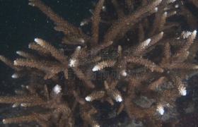 佳丽鹿角珊瑚Acropora pulchra (Brook, 1891)