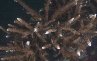 佳丽鹿角珊瑚Acropora pulchra (Brook, 1891)