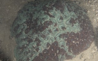 罗莎盘星珊瑚Dipsastraea rosaria (Veron, 2000)