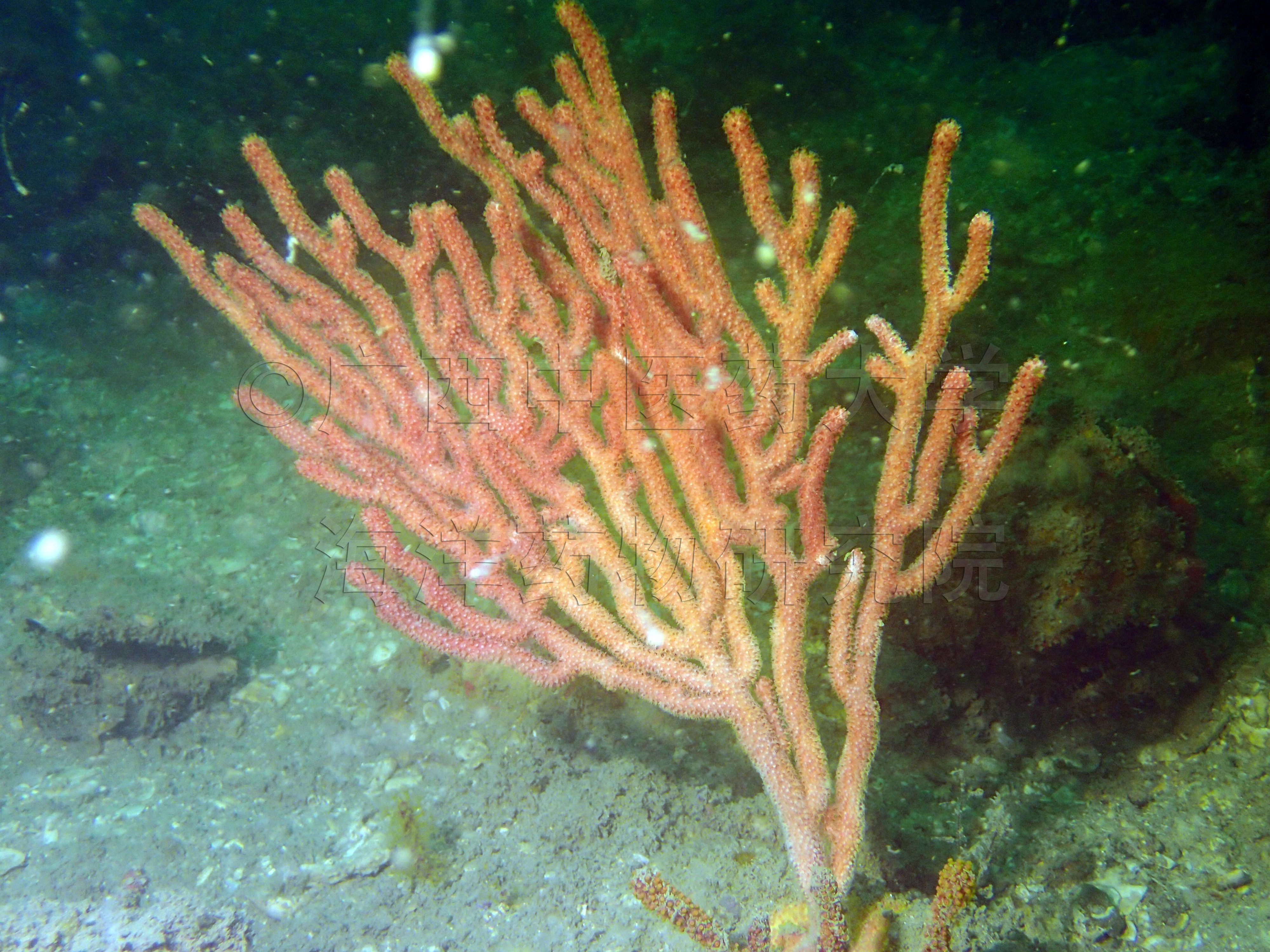 Echinogorgia aurantiaca (Valenciennes, 1855)