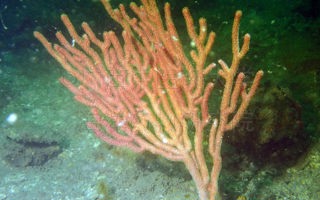 橘色刺柳珊瑚Echinogorgia aurantiaca (Valenciennes, 1855)