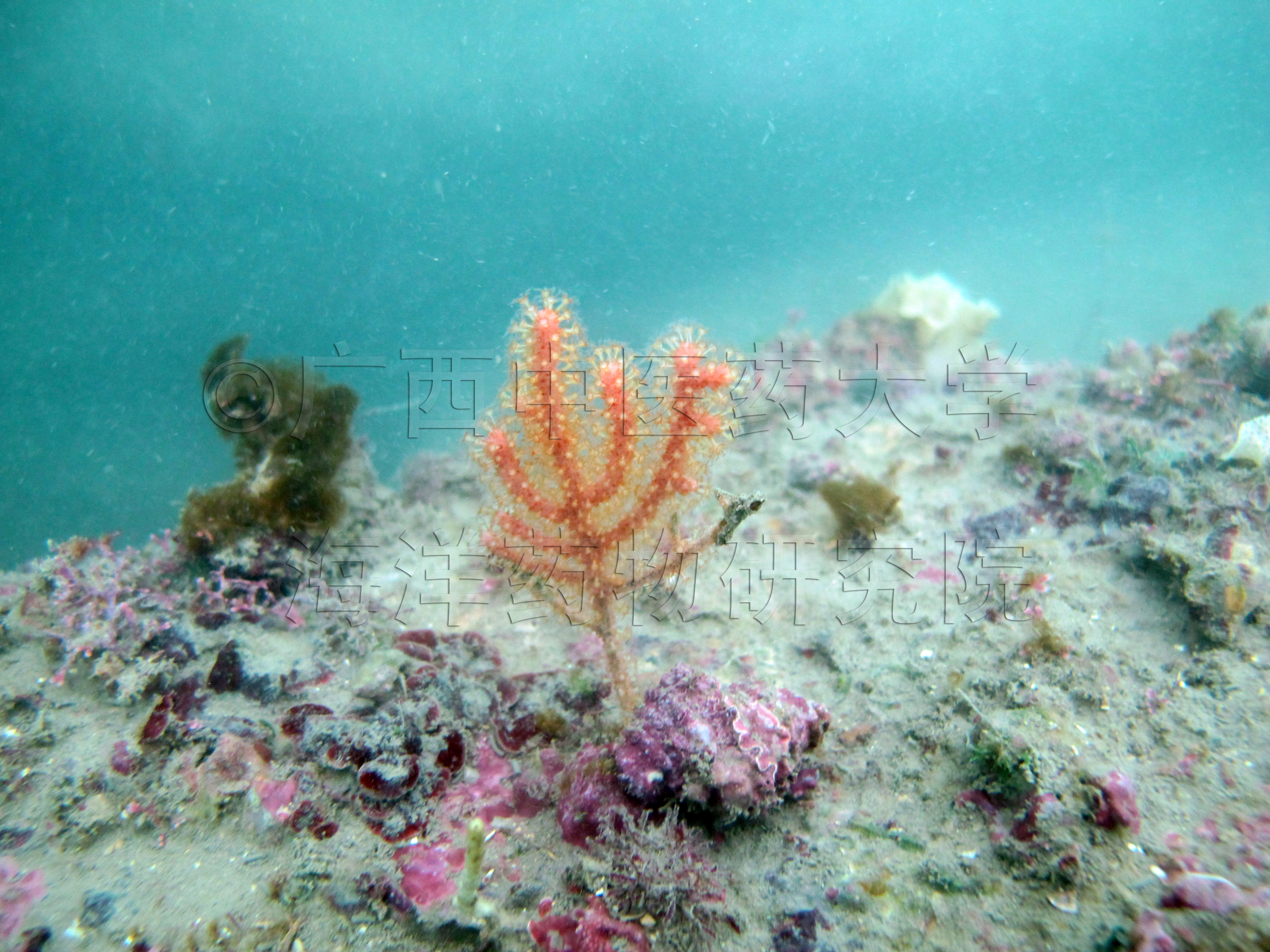 Echinogorgia pseudosassapo Kölliker, 1865