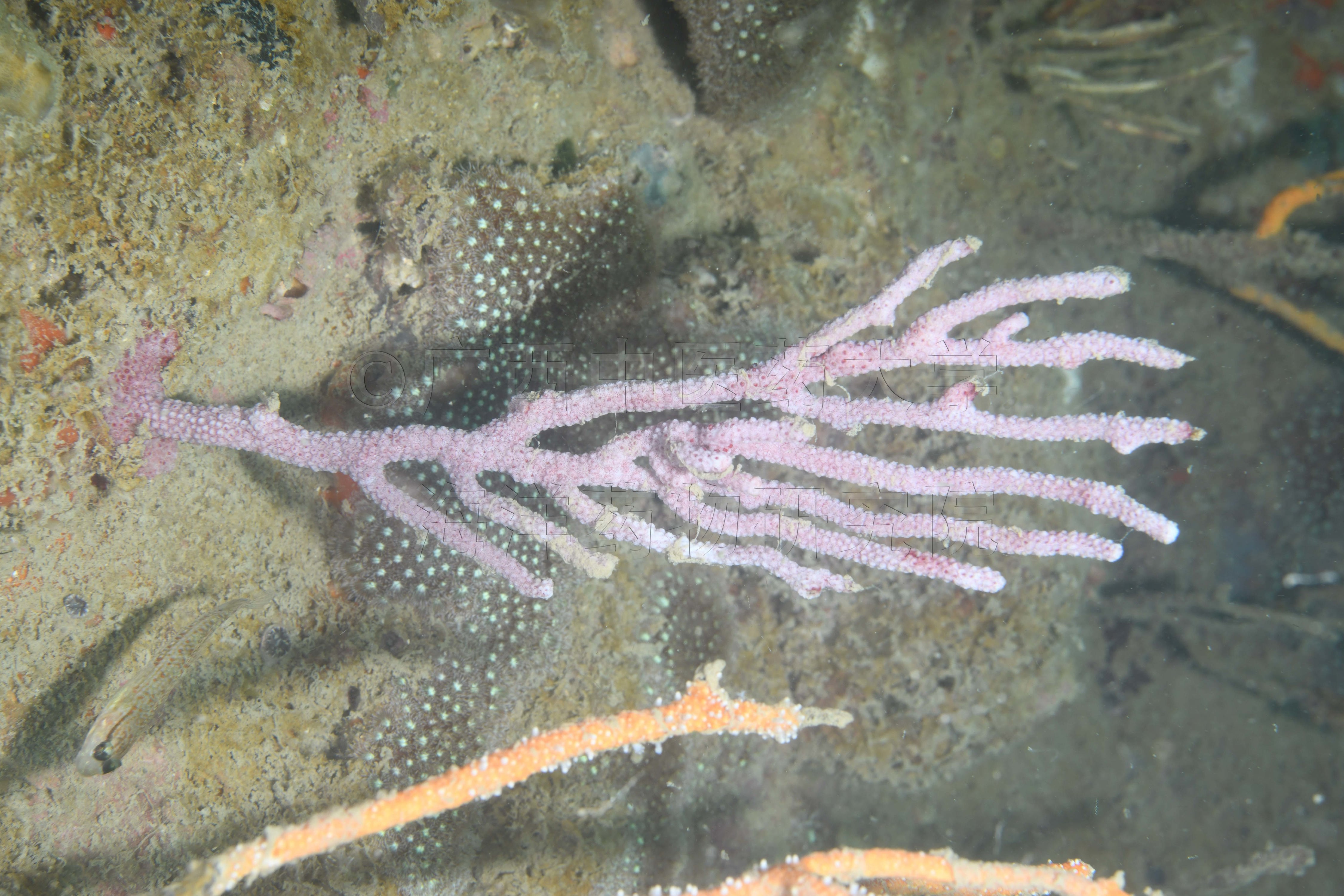 Echinogorgia ramosa (Thomson & Henderson, 1905)