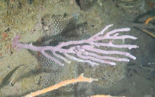 多枝刺柳珊瑚Echinogorgia ramosa (Thomson & Henderson, 1905)