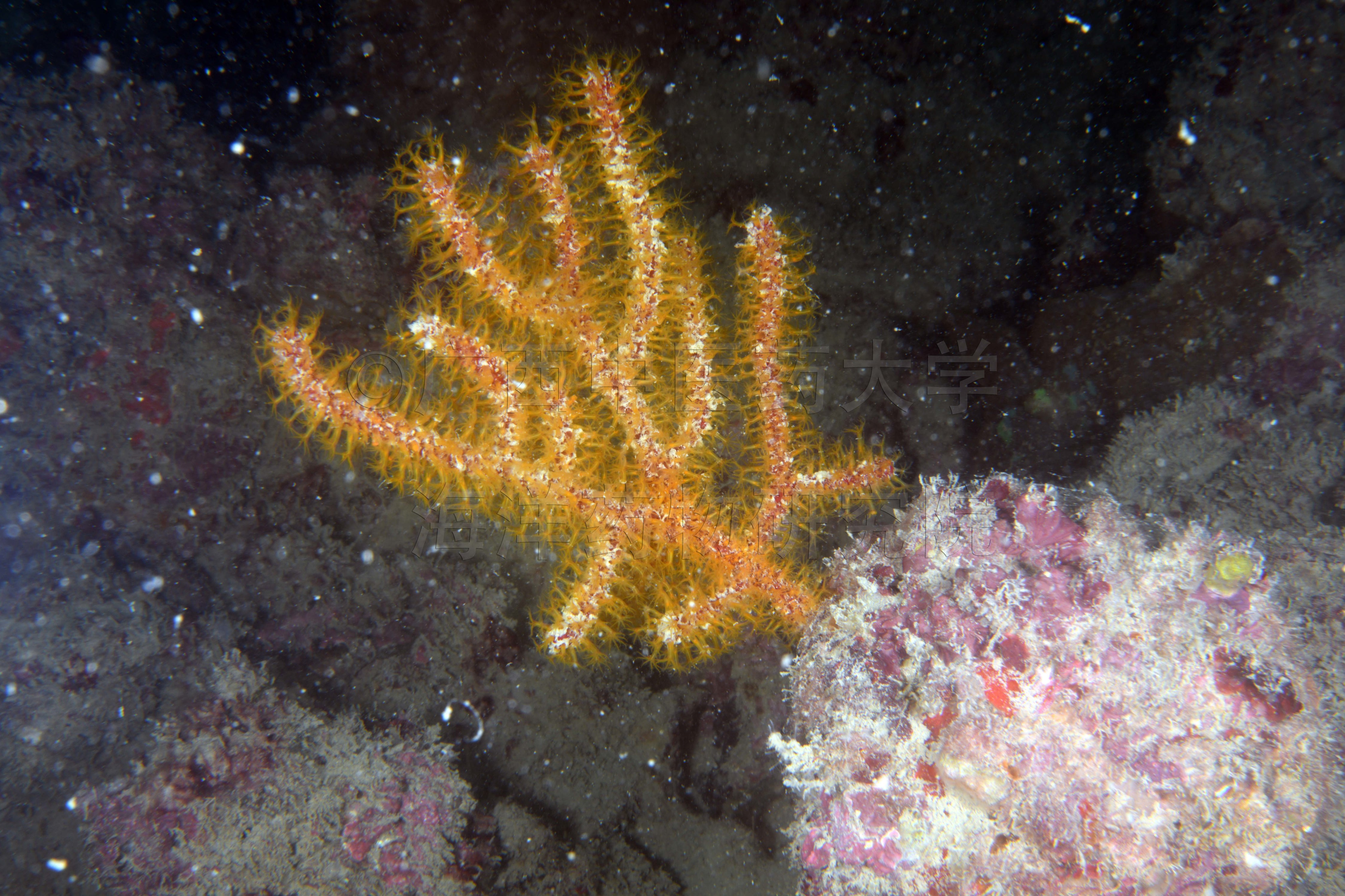 Echinomuricea coccinea (Stimpson, 1855)