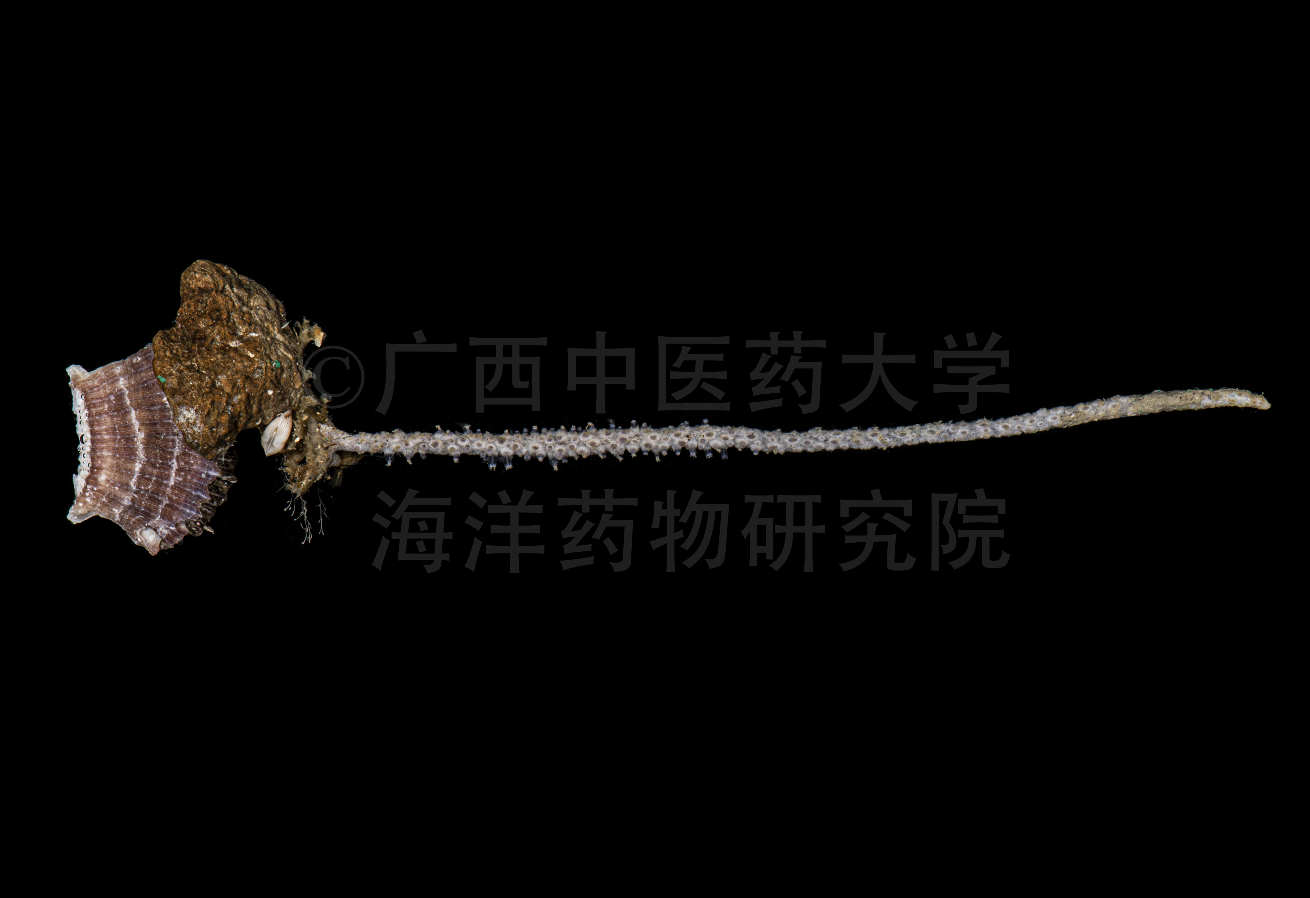 Echinomuricea spinifera Nutting, 1910