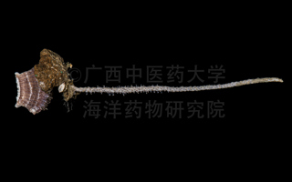 棘刺尖柳珊瑚Echinomuricea spinifera Nutting, 1910