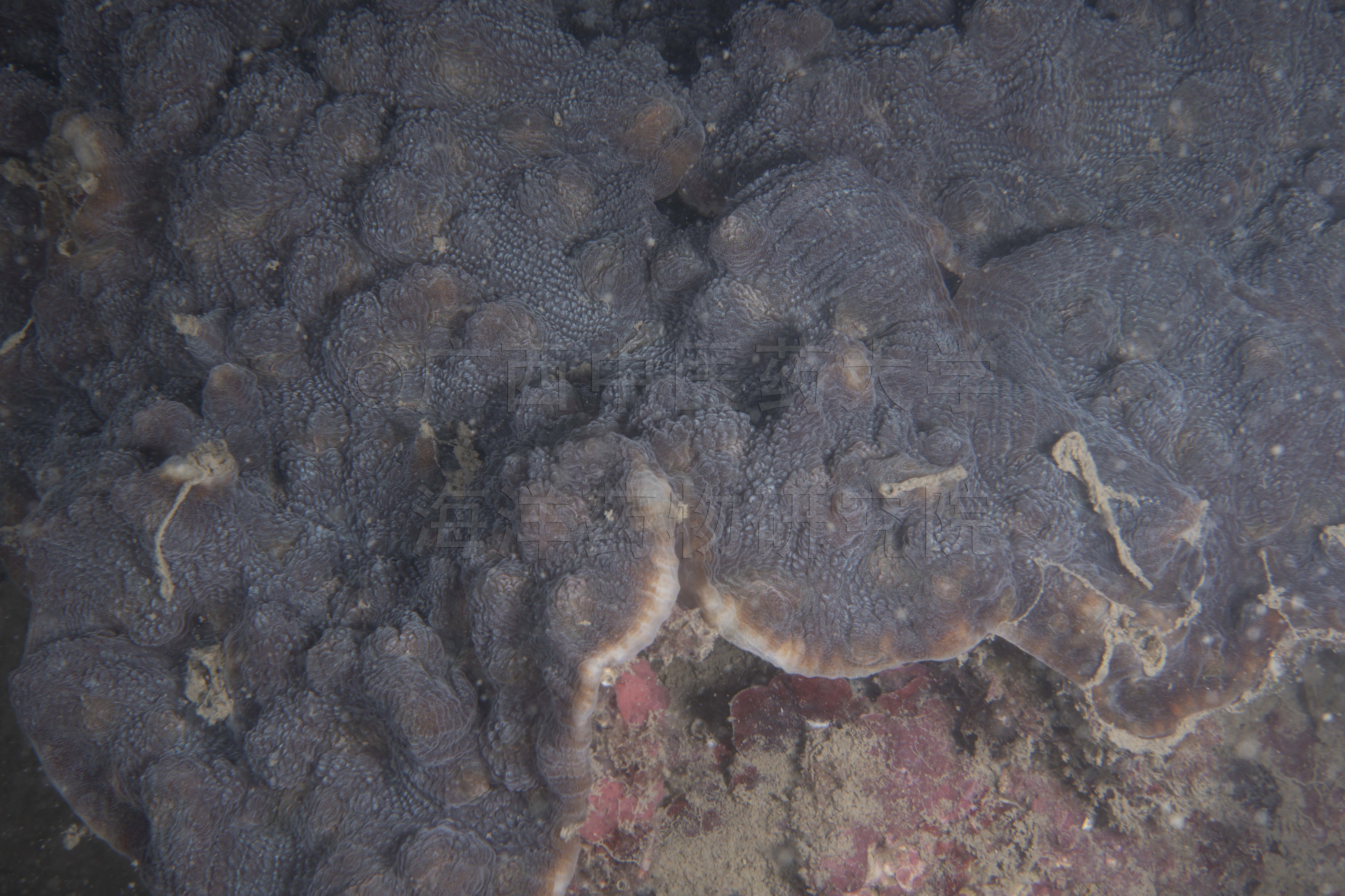Echinophyllia aspera (Ellis & Solander, 1786)