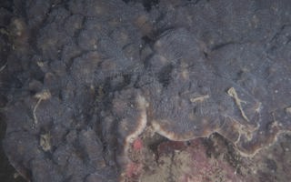 粗糙刺叶珊瑚Echinophyllia aspera (Ellis & Solander, 1786) 