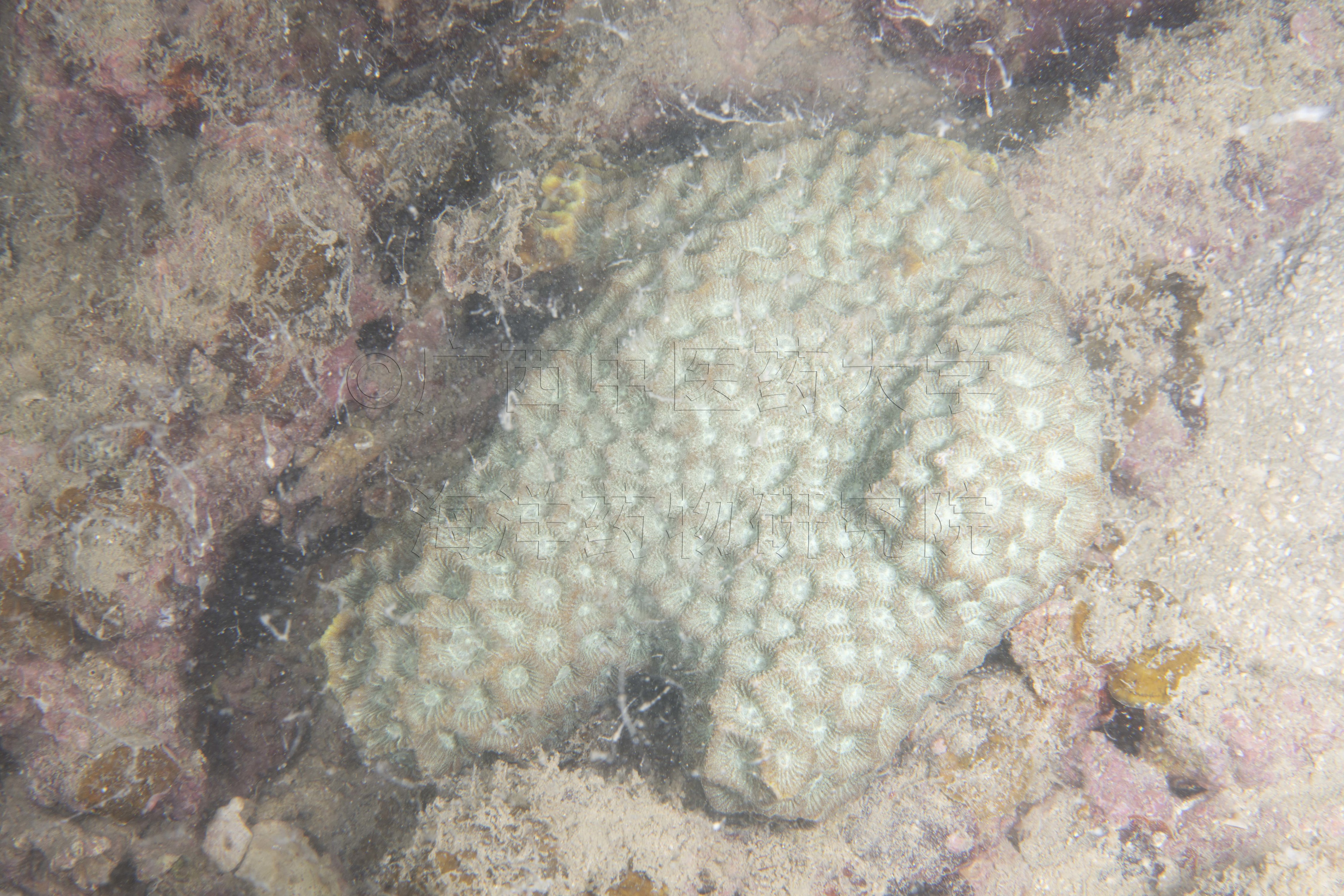 Favites pentagona (Esper, 1790)