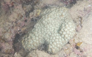 五边角蜂巢珊瑚Favites pentagona (Esper, 1790)