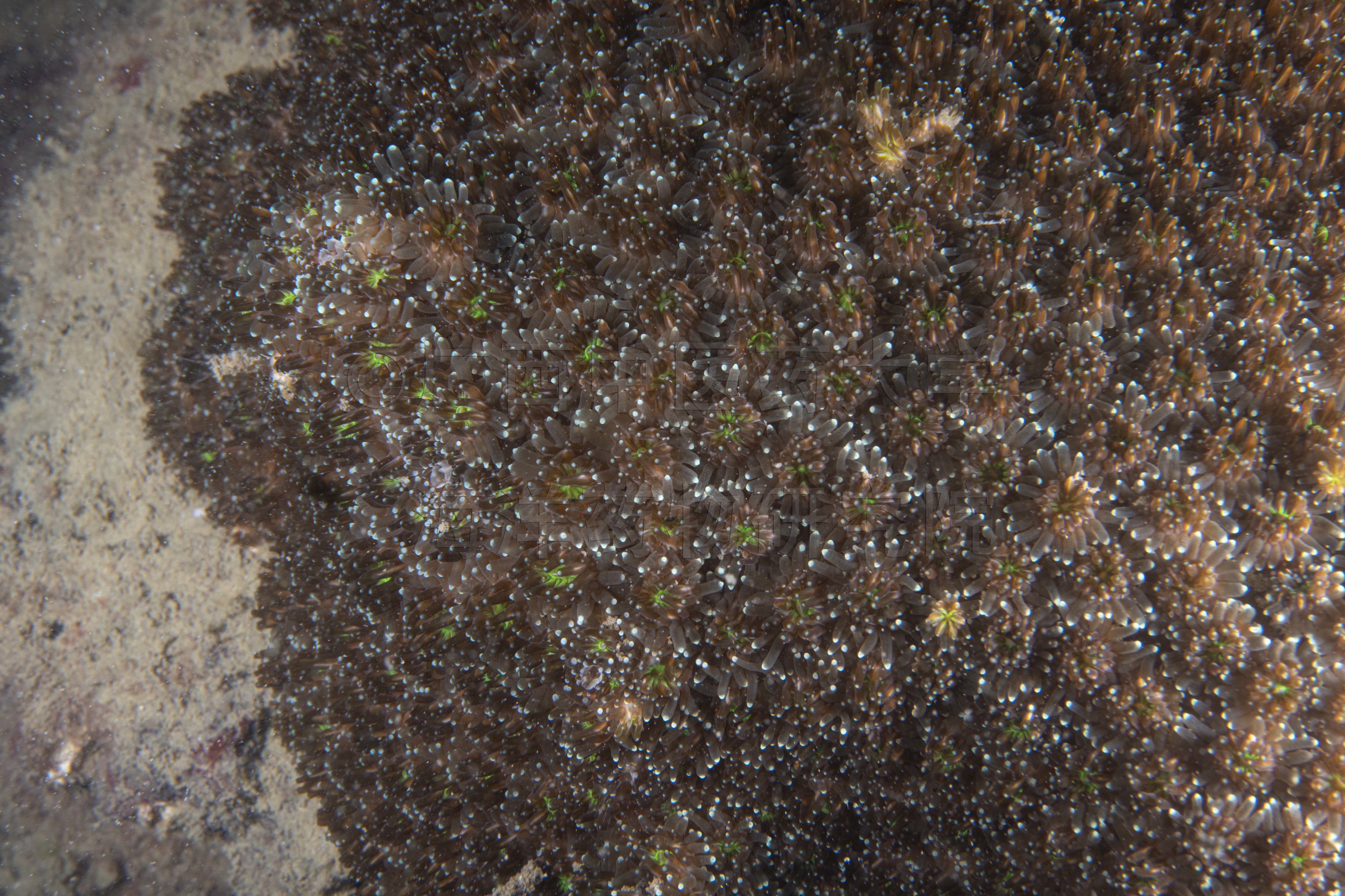 Galaxea fascicularis (Linnaeus, 1767)