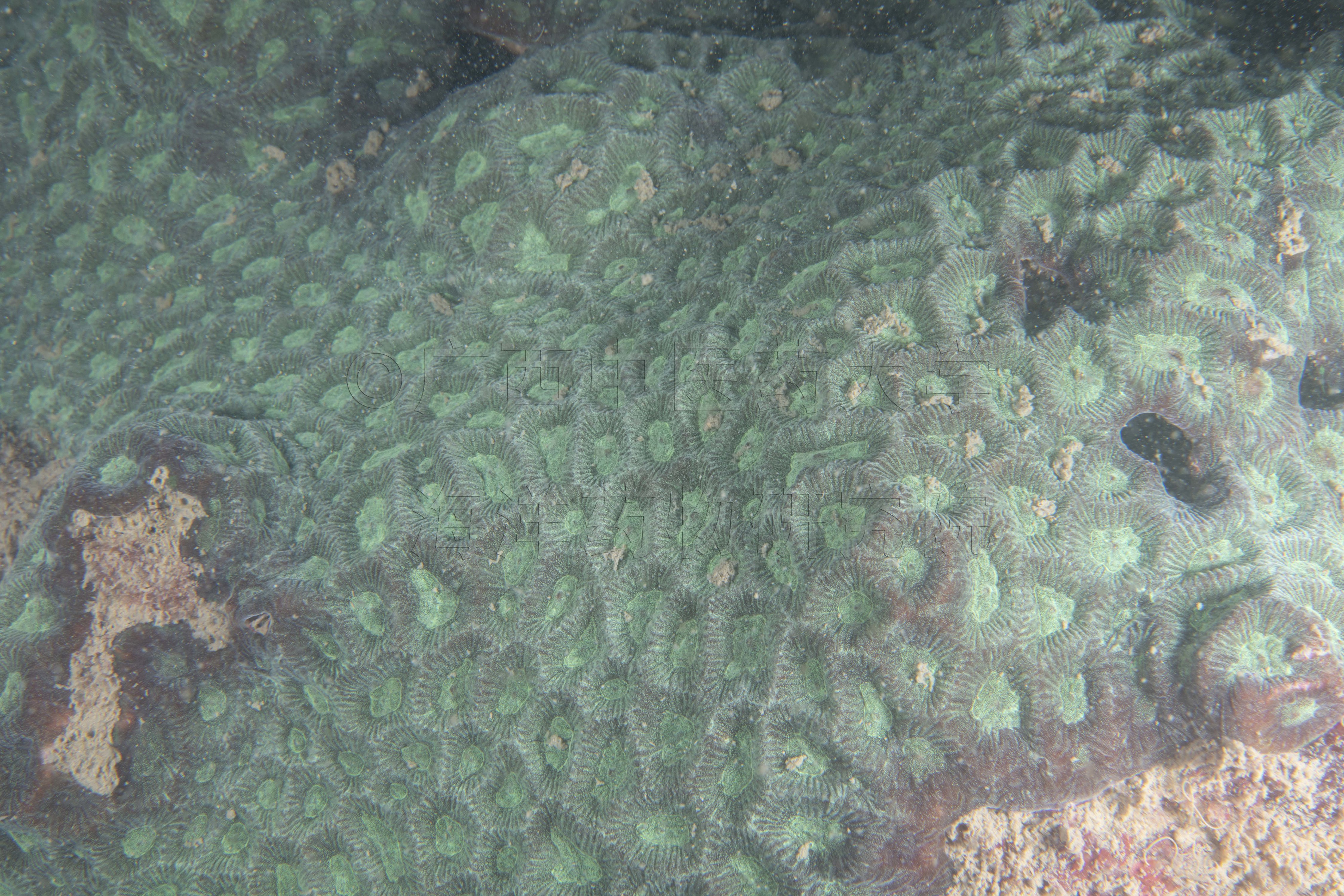 Goniastrea pectinata (Hemprich & Ehrenberg, 1834)