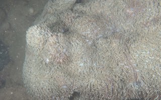腐蚀刺柄珊瑚Hydnophora exesa (Pallas, 1766) 