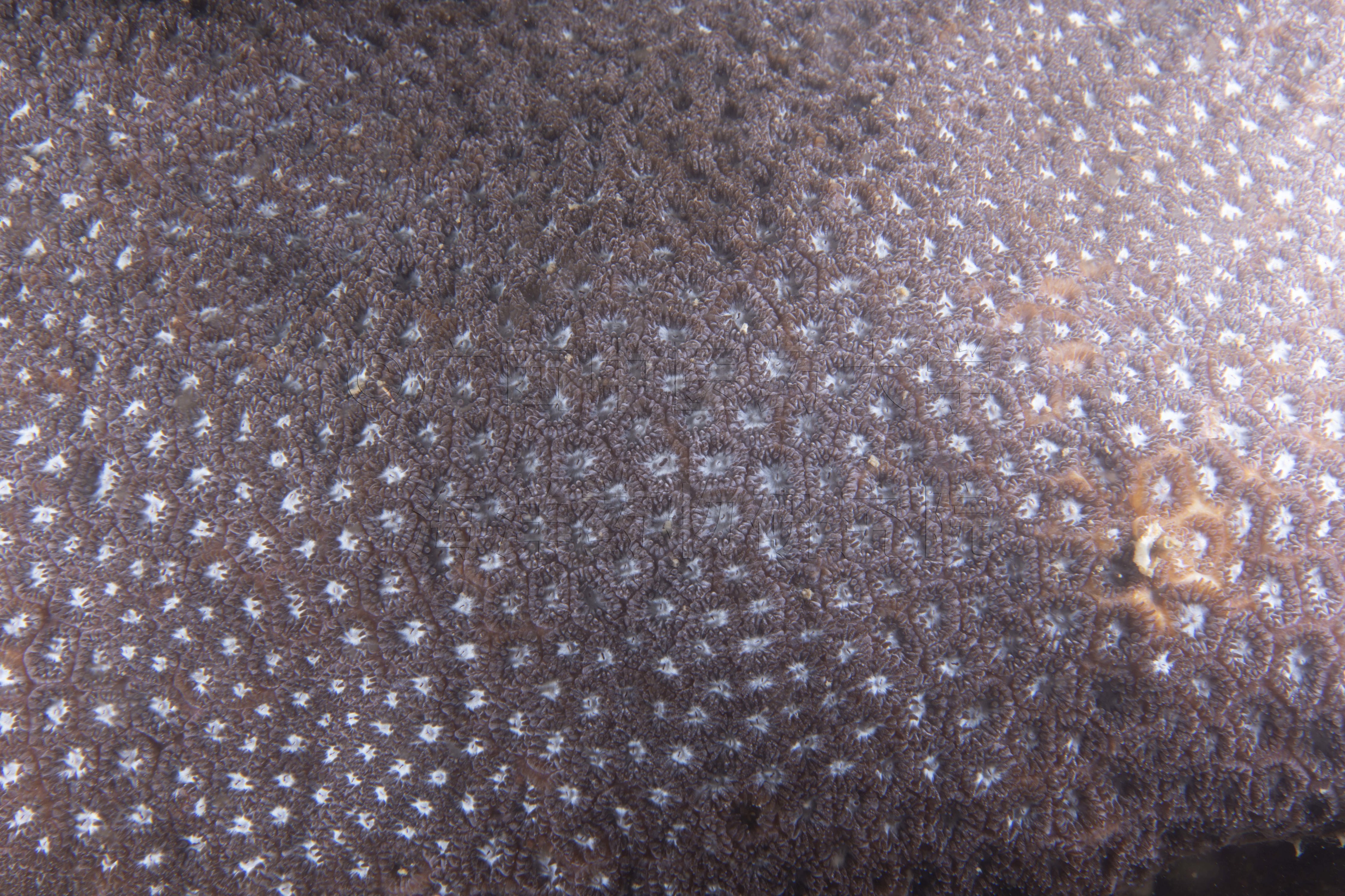 Leptastrea purpurea (Dana, 1846)