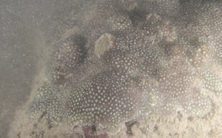 横小星珊瑚Leptastrea transversa Klunzinger, 1879