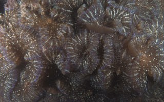 伞房叶状珊瑚Lobophyllia corymbosa (Forskål, 1775) 