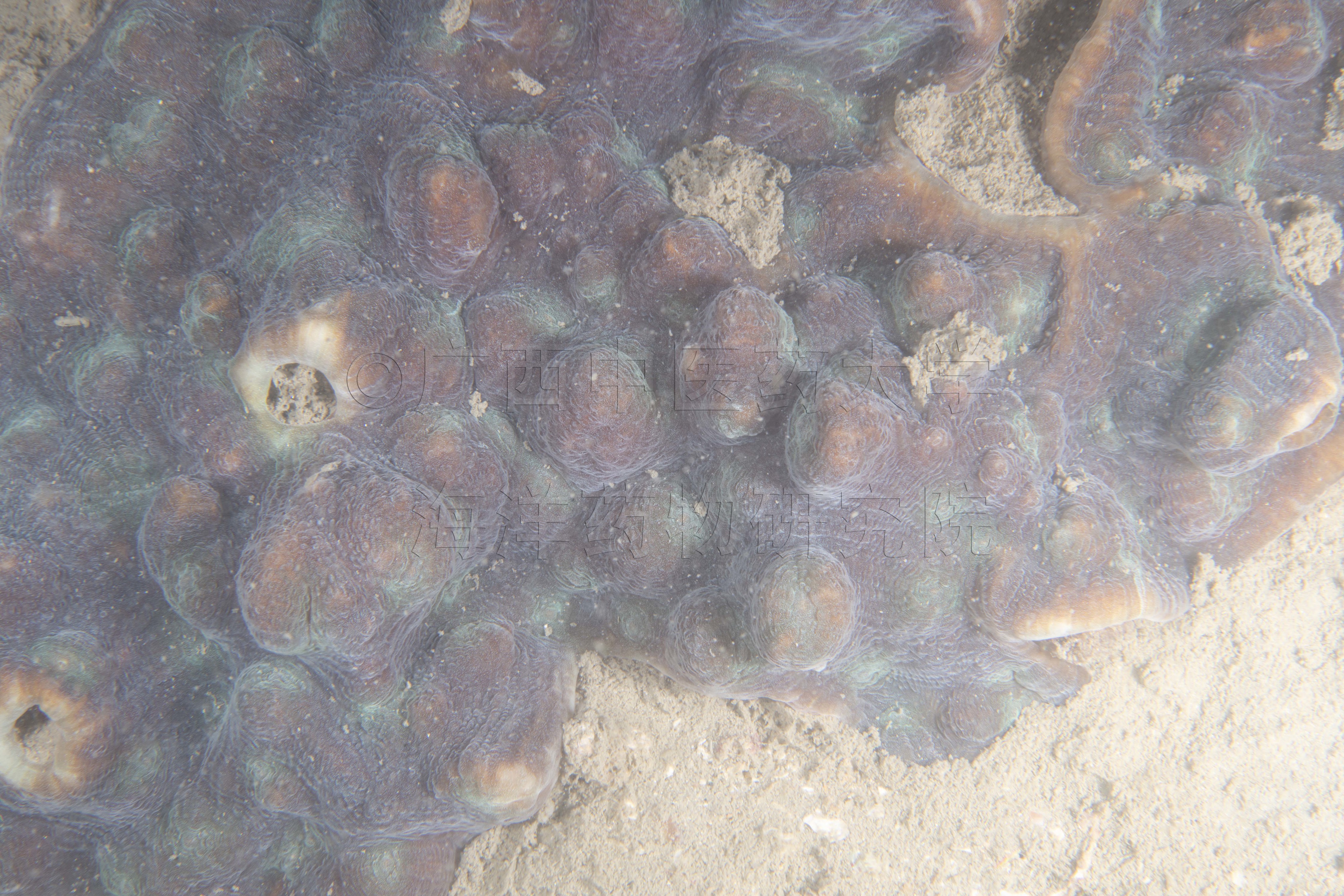 Mycedium elephantotus (Pallas, 1766)