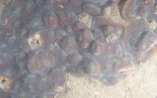 鼻斜花珊瑚Mycedium elephantotus (Pallas, 1766) 