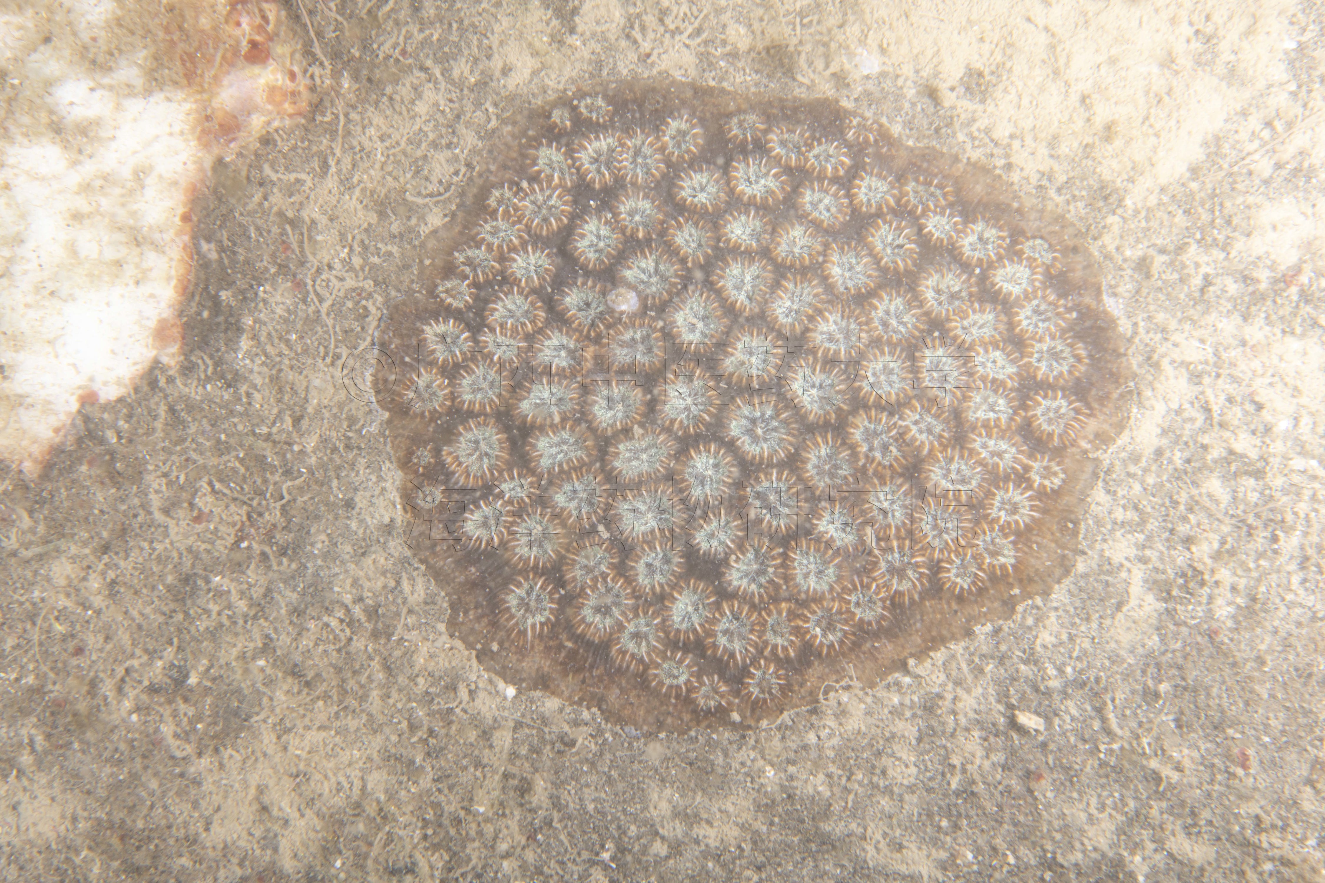 Oulastrea crispata (Lamarck, 1816)